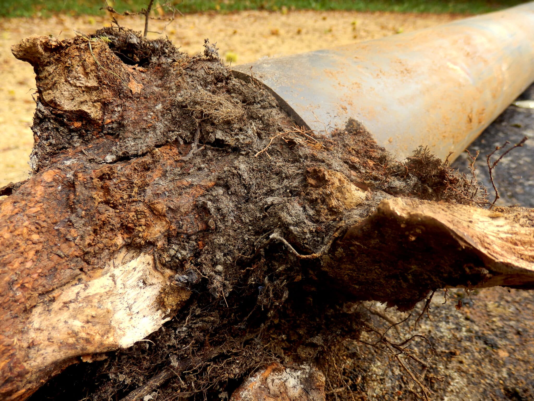 Blocked drainage pipe caused by ingress of tree roots, Sewer Line Damage.