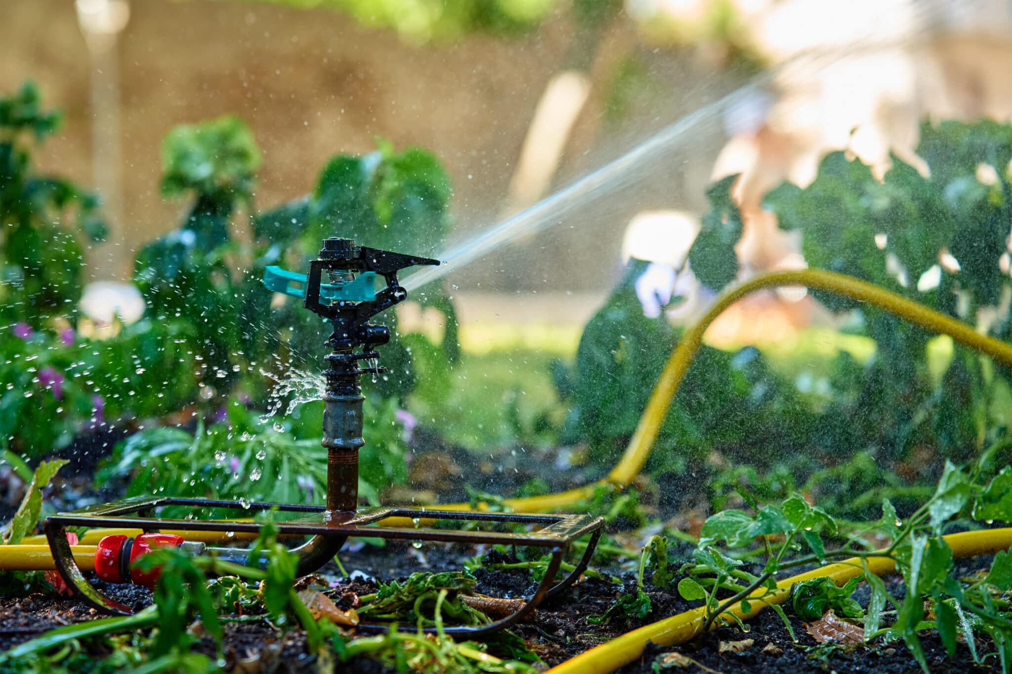 Garden sprinkler watering lush green plants in backyard with trees and grass. Irrigation system works, Plumbing.