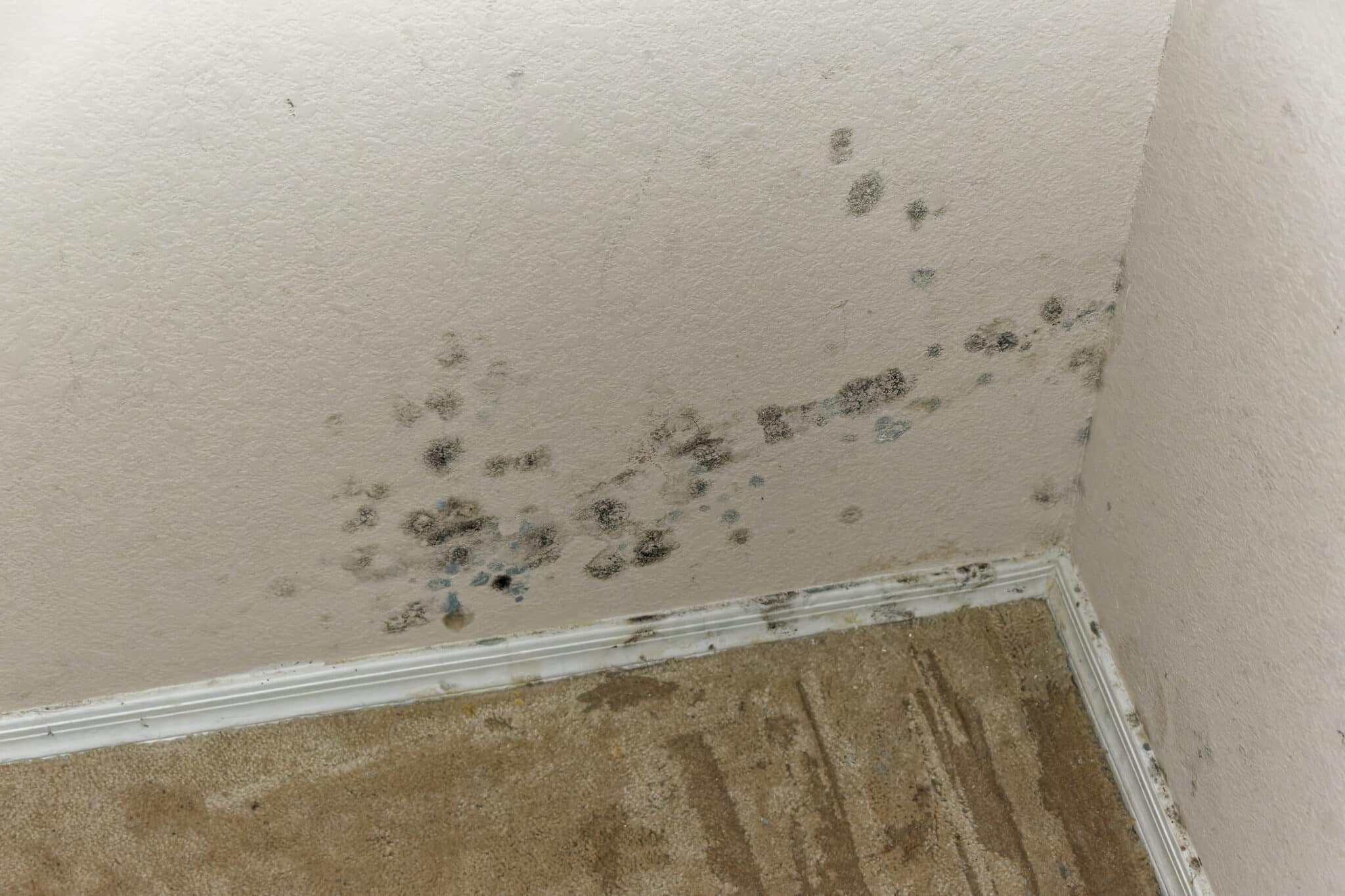 Water and mold damage, Shower Leaks.